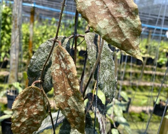 Hoya caudata or (((Hoya)))) phyto-cer/////