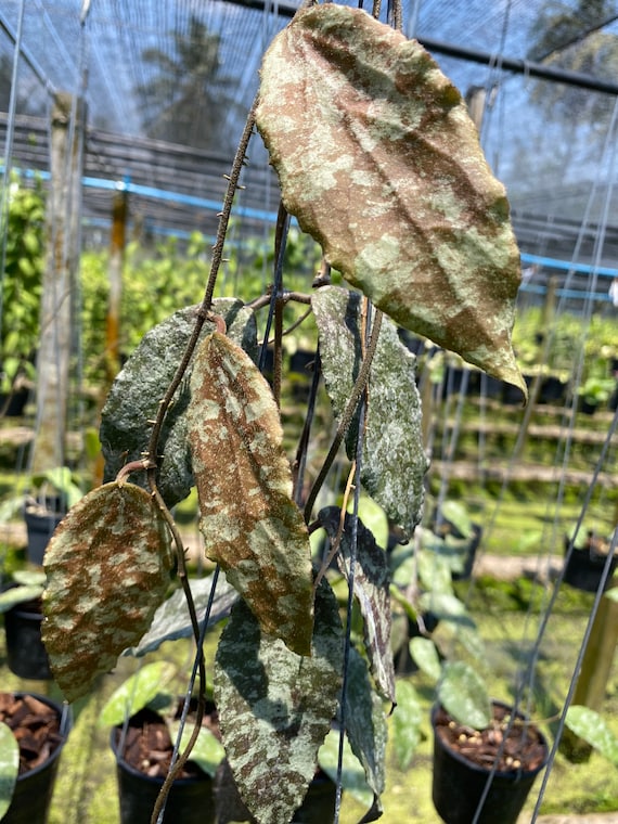 ホヤ カウダータ ゴールド Hoya caudata gold Hoya Caudata Gold (((hoya)))) Phyto-cer///// - Etsy