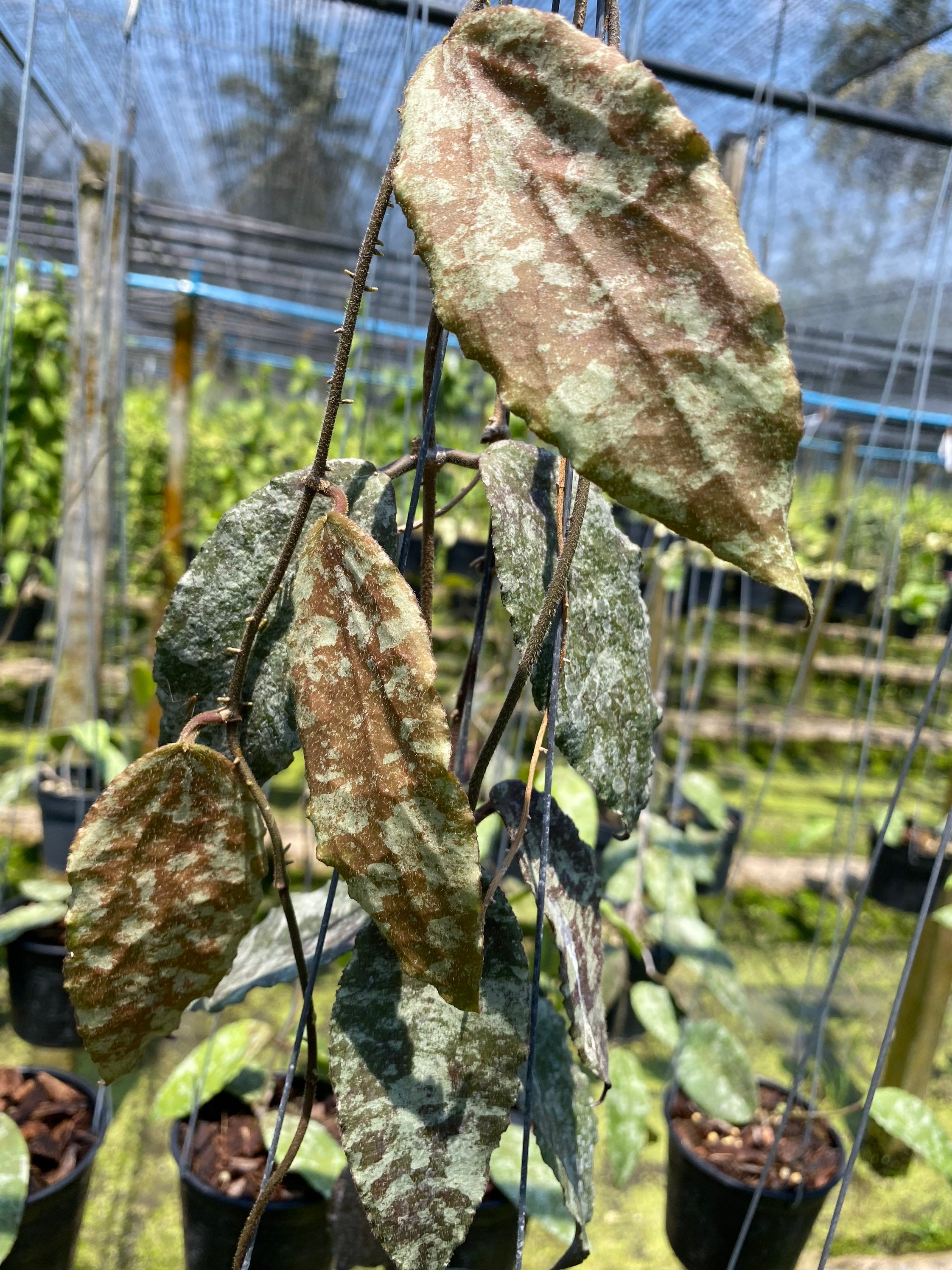 ホヤ カウダータ ゴールド Hoya caudata gold il_fullxfull.3897127584_rr7r.jpg