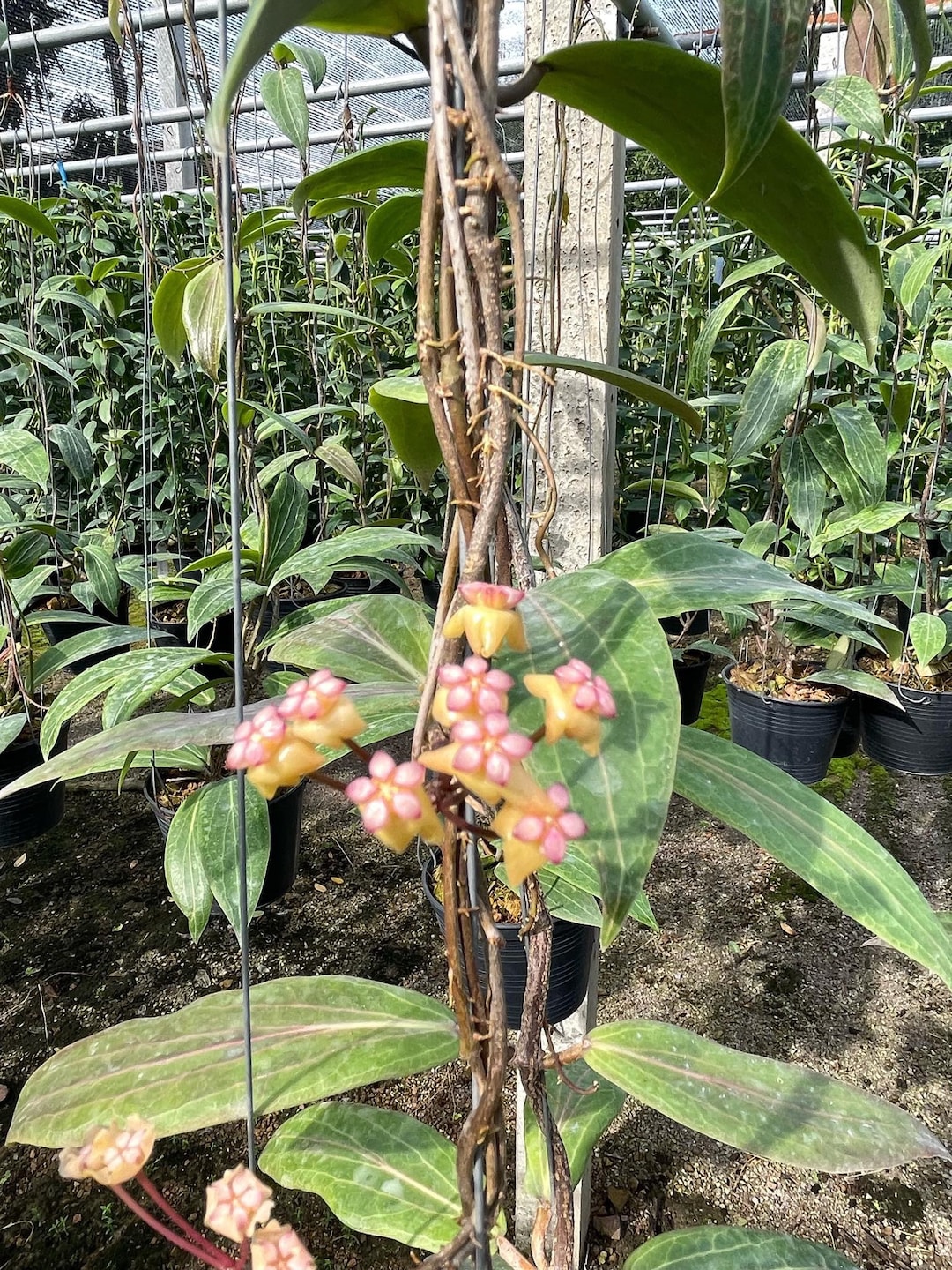 aptenia variegata Aptenia – Green Thumb Nursery