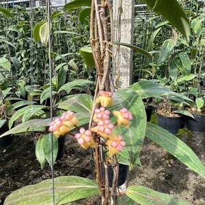 Puede incluir: Primer plano de una planta con flores rosas y amarillas que crecen en una vid. La planta está creciendo en un invernadero.