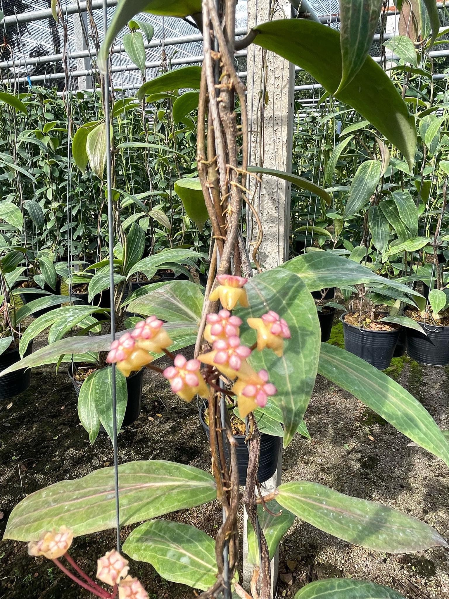 怪奇植物斑入り人魚ホヤHoya polyneura albomarginata② ホヤ ポリネウラ Hoya polyneura ホヤ植物 植物 珍奇植物 珍奇