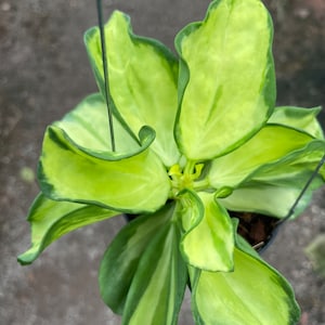 Hoya polyneura inner variegated - Etsy 日本