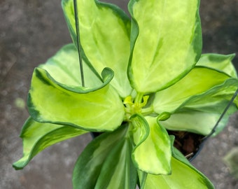 Hoya Pachyclada variegata (((((Hoya))))) photo-cer/////