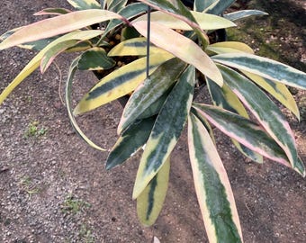 Hoya wayetii 'Lori Lyn', Newly Introduced Hoya Variety, Rooted