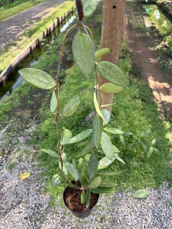 Hoya Silver Lady (((((hoya))))) Phyto -cer//// - Etsy
