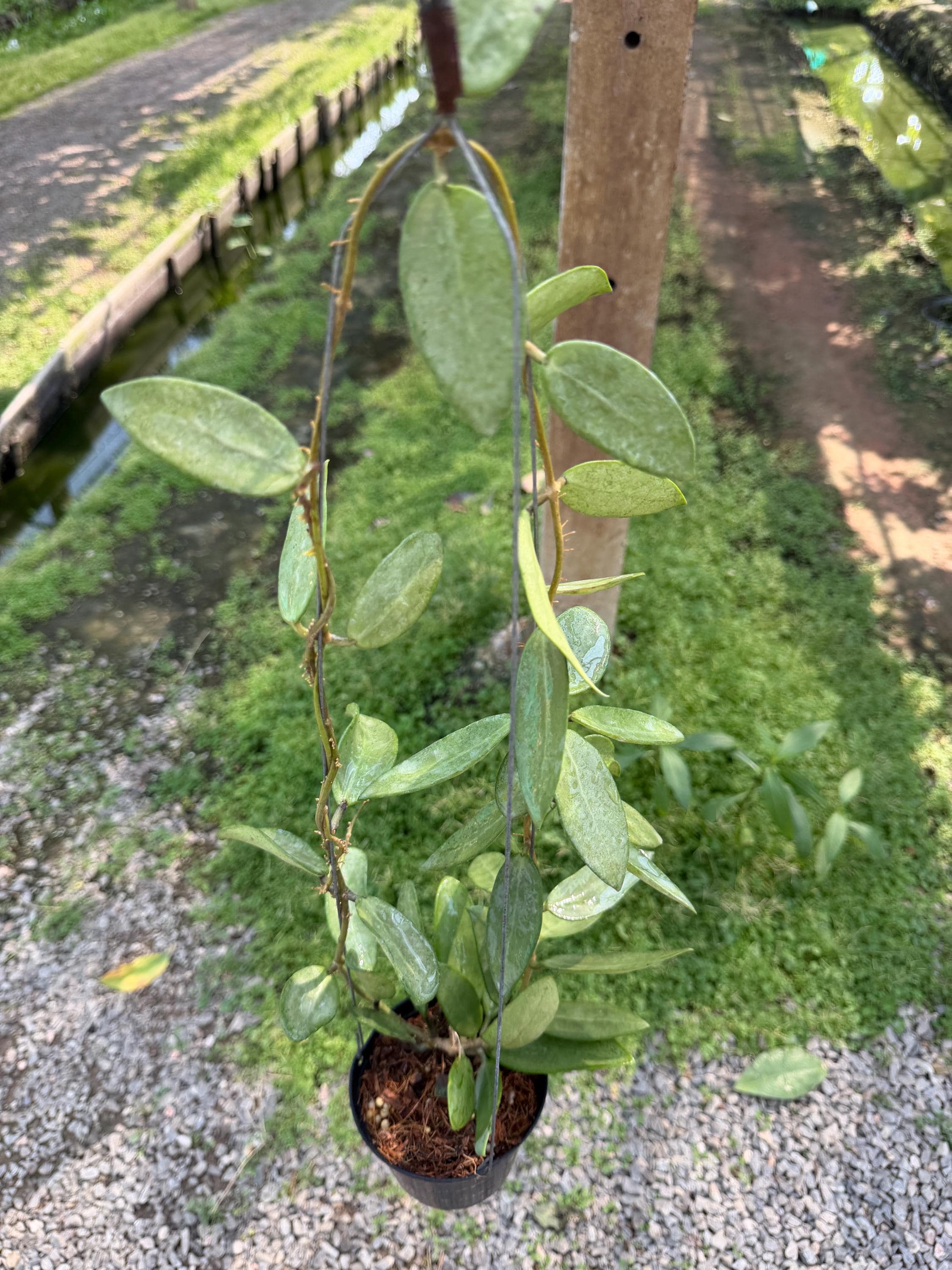 Hoya Silver Lady (((((hoya))))) Phyto -cer//// - Etsy