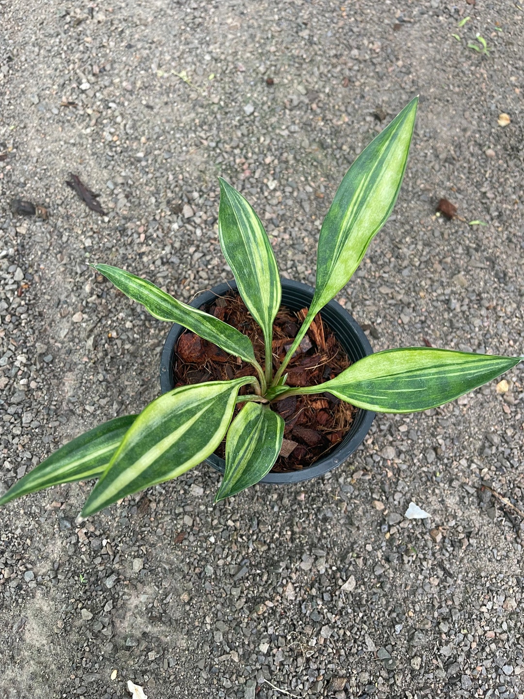 Very Rare Sansevieria Concinna Variegated spoonleaf Etsy