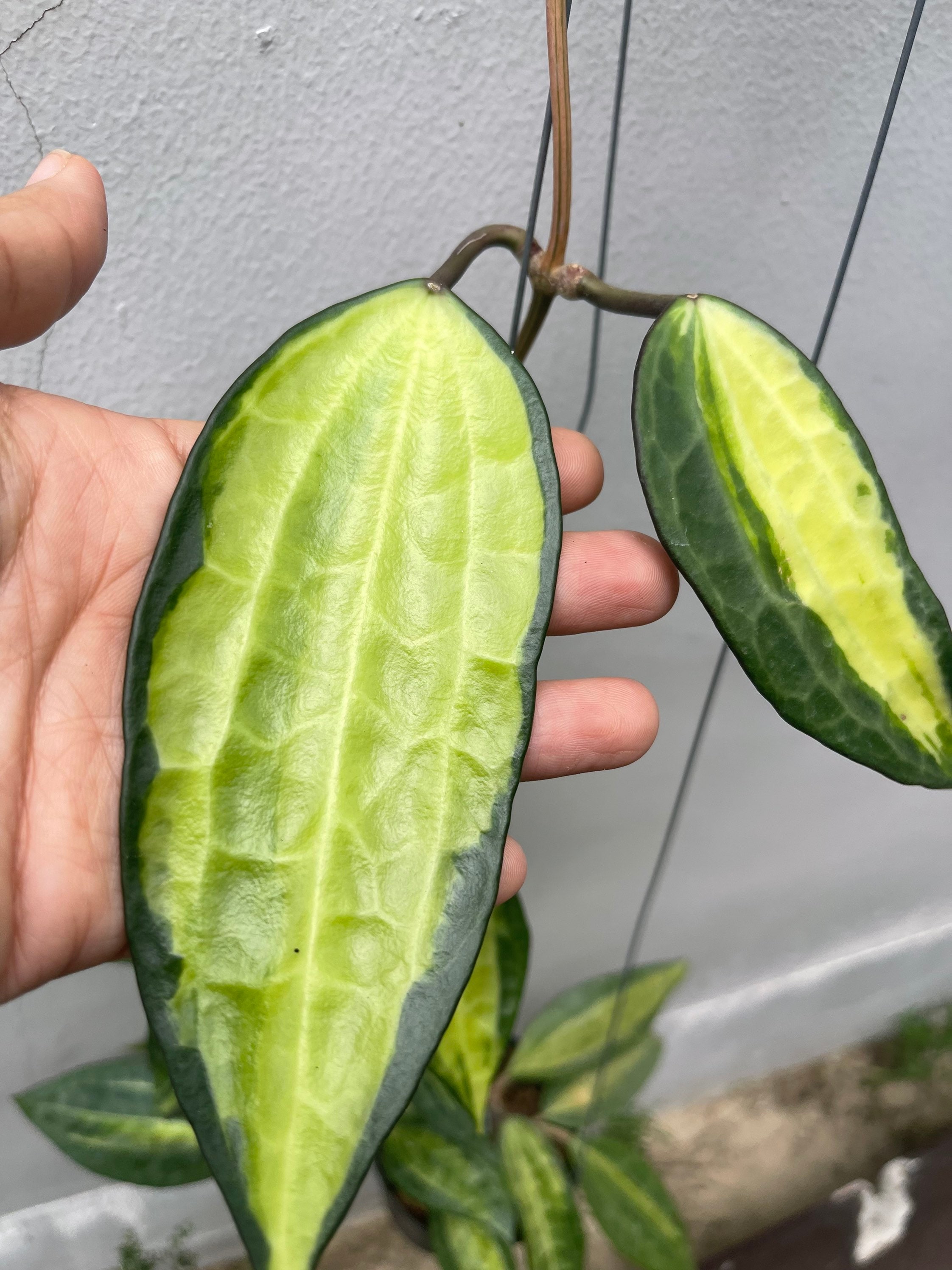 Hoya Marcophylla Pot of Gold (((hoya)))) Phyto-cer//// - Etsy