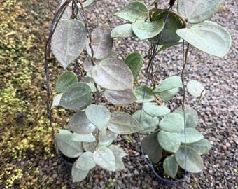 ホヤ　シルバーハート ホヤ シルバーハート ： シルバー系の色したホヤ🥹💘 神秘的な、美しさ