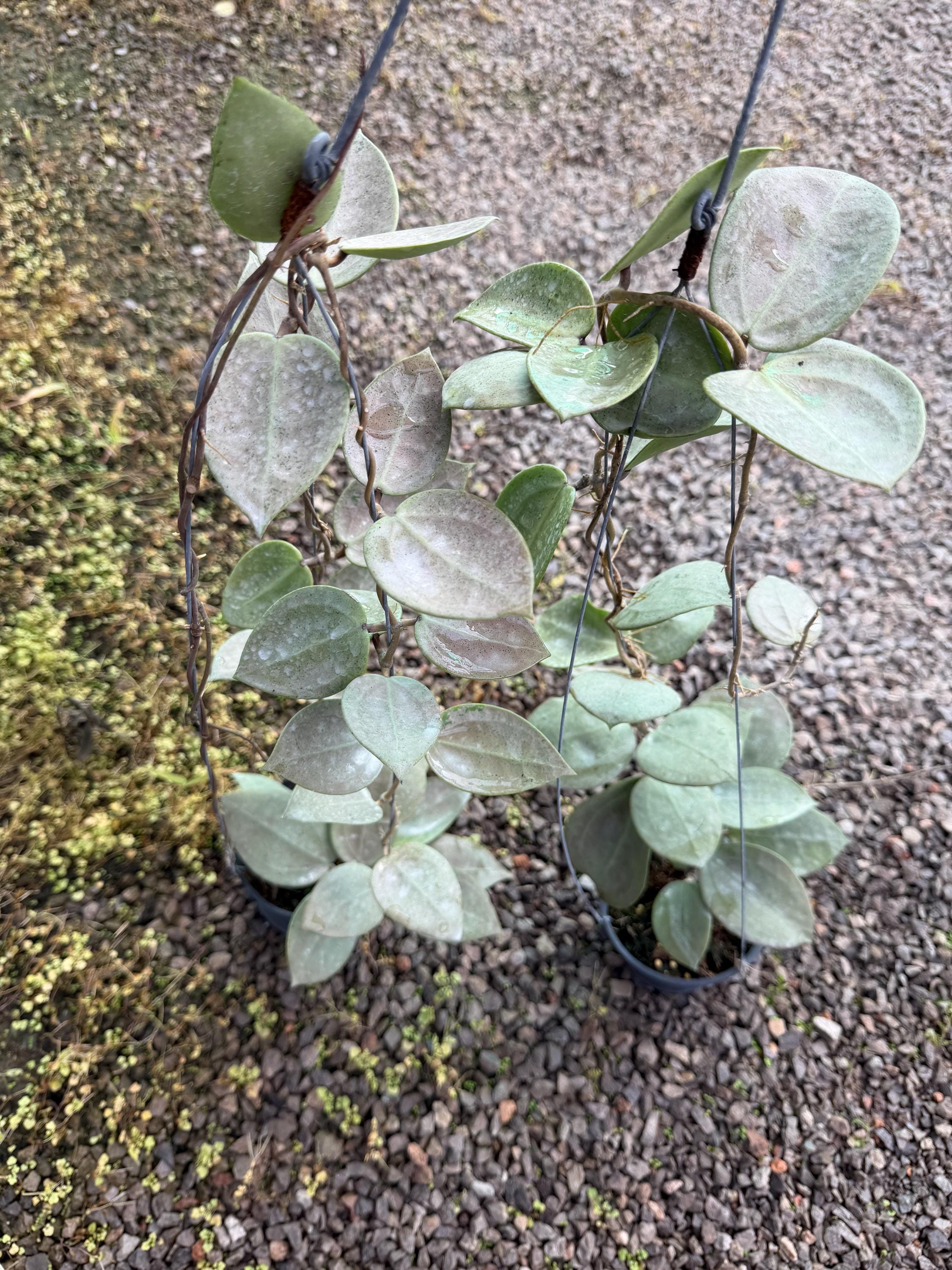 ホヤ・パラシティカ ハートリーフ シルバー（小）（（（ホヤシルバー