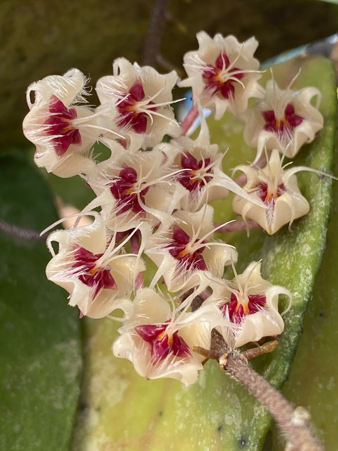 Hoya Flagallata (((HOYA)) ##phyto Cer /// - Etsy