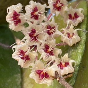 Hoya Flagallata (((HOYA)) ##phyto cer  ///
