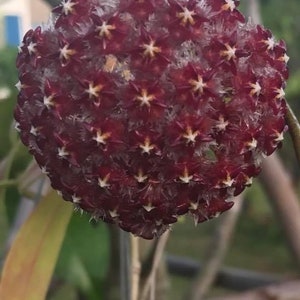 May include: A close-up of a burgundy-coloured flower with a cluster of small, star-shaped blooms. The flower has a fuzzy texture and is in full bloom.