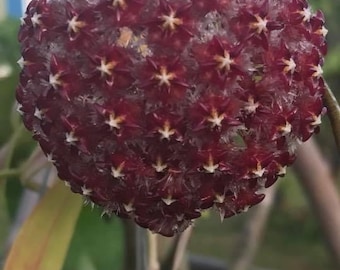 Hoya Mindorensis rosso scuro (((Hoya)))) phyto-cer/////