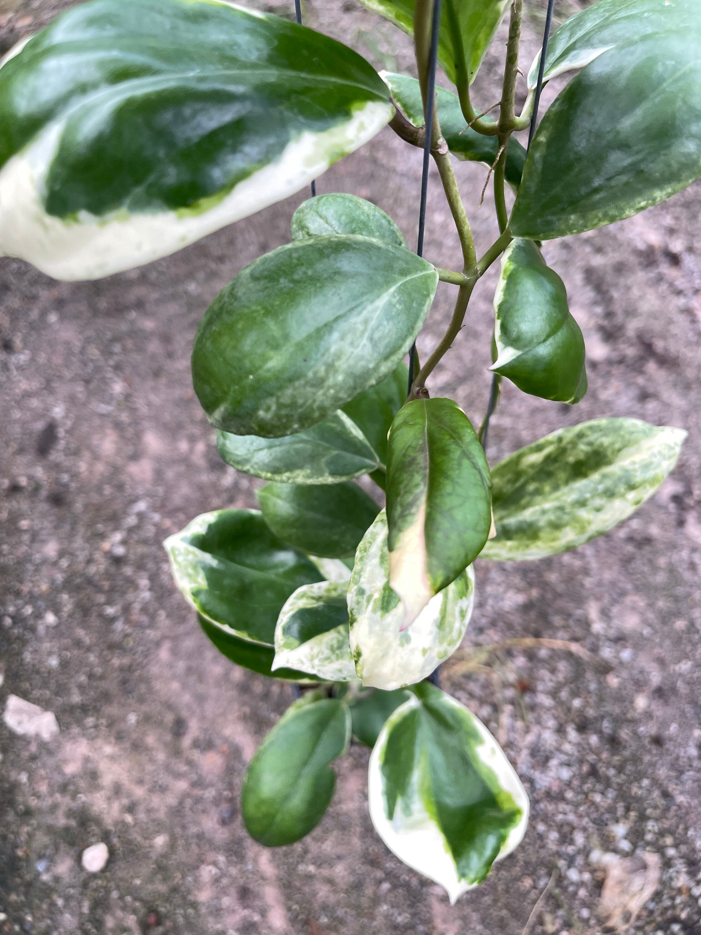 Hoya Incrassata Albomarginata (((hoya)))) Phyto-cer// - Etsy Hoya Incrassata Albomarginata (((hoya)))) Phyto-cer// - Etsy