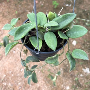 Hoya Thomsonii (((Hoya))) phyto-Cer////