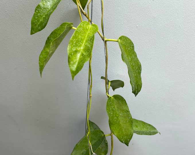 Hoya Kaimuki Red Beautiful Flowers ,house Plant , Strong Roots Plants