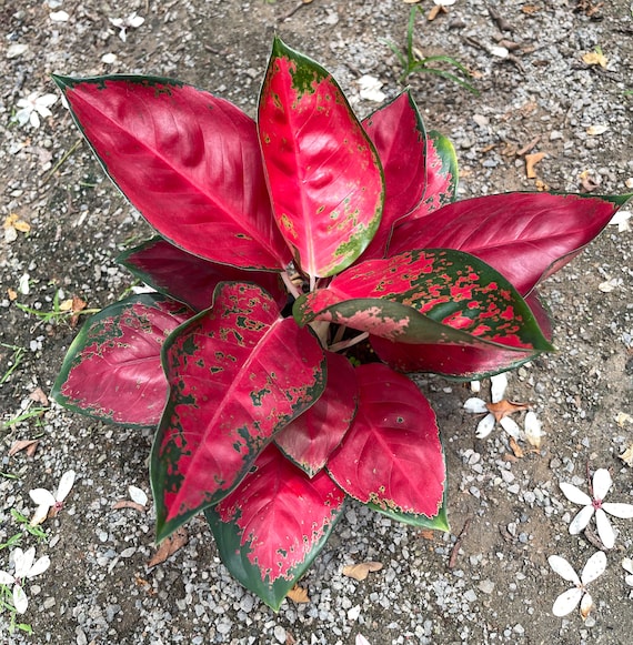 Suksom Chai pong ((((Aglaonema rote Bltter))) phyto -cer /// - Etsy  sterreich