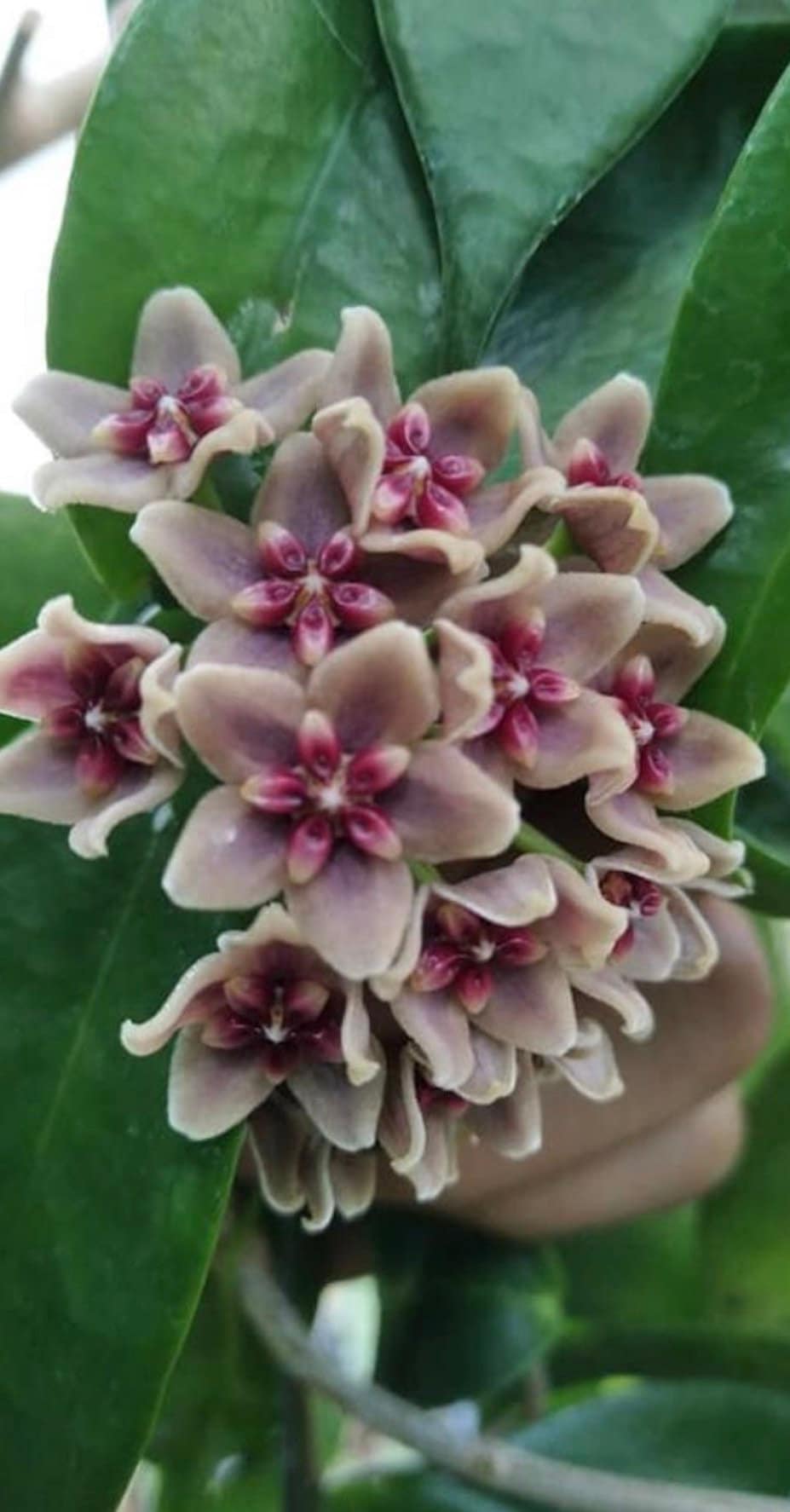 その他観葉植物 HOYA Lyi Hoya lyi prism - Etsy 日本