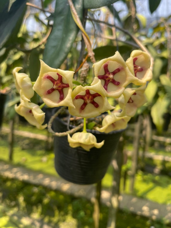 Hoya Archboldiana White (((hoya))) Phyto -cer//// - Etsy
