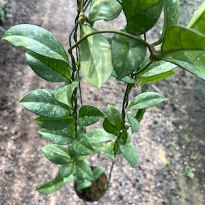 Hoya Crassipetiolata splash(((((HoyA))))) phyto -Cer////