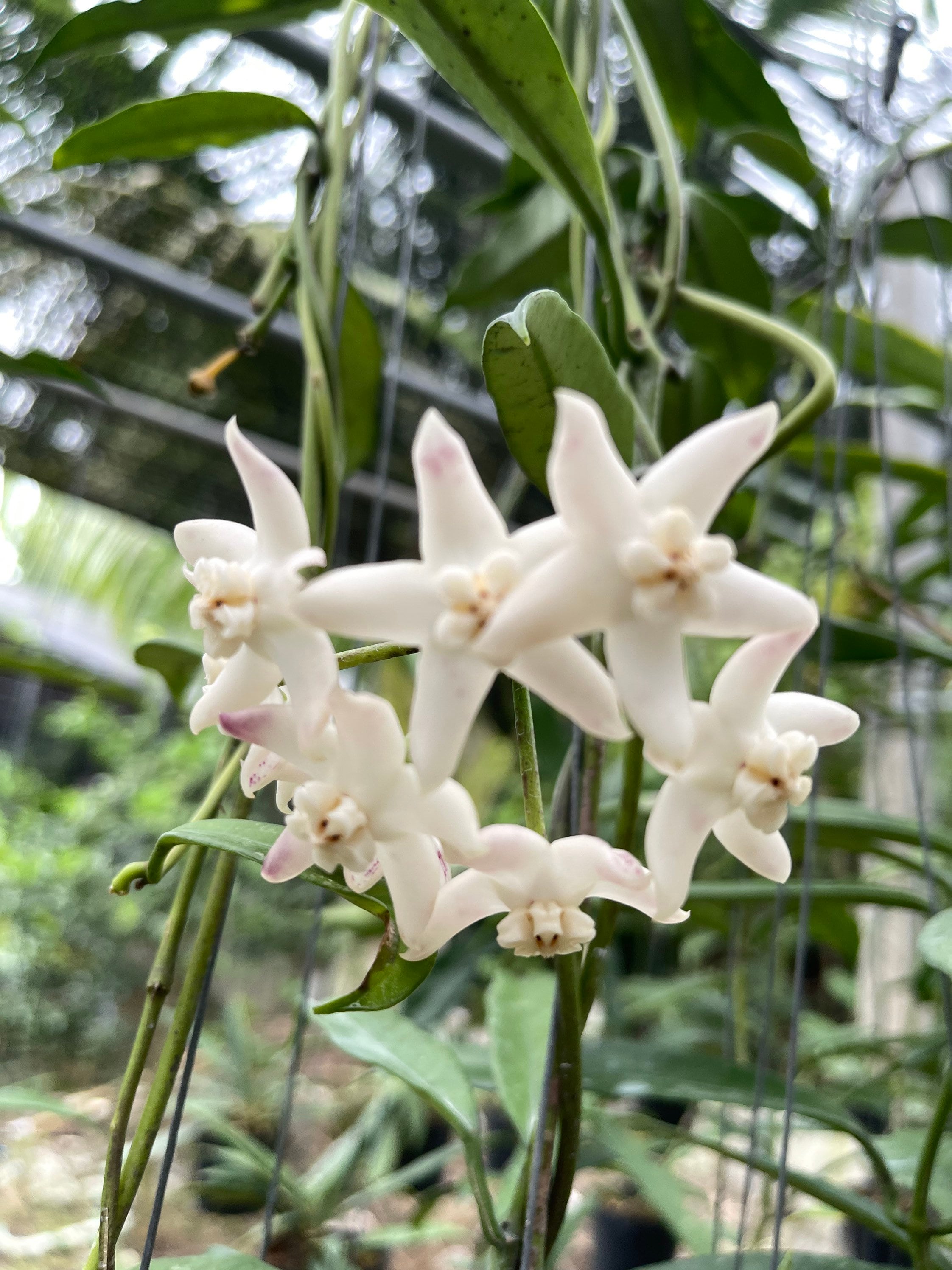 その他観葉植物 HOYA griffitchii Hoya Griffithii (((hoya)))) Phyto-cer /// - Etsy