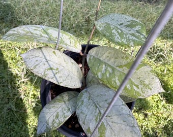 Gading-spook Hoya Gunung ///Gratis -phyto-cer/////