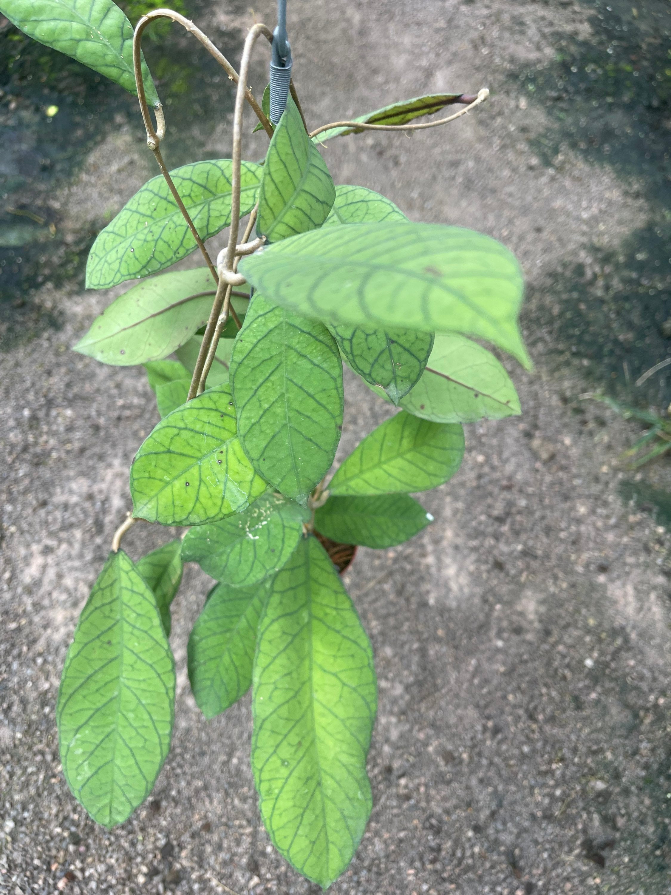902 Hoya sp. Padang 3号　ホヤ　エスピー　パアダング　花座3 il_fullxfull.4661532576_2t25.jpg