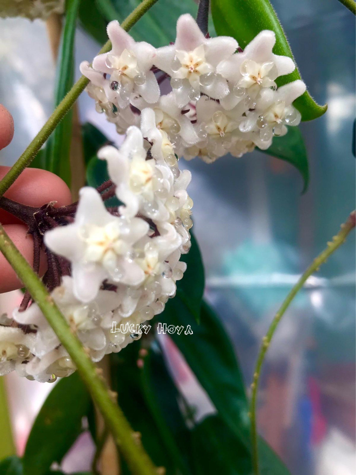 Hoya Vangviengensis (((hoya)))) Phyto-cer// - Etsy