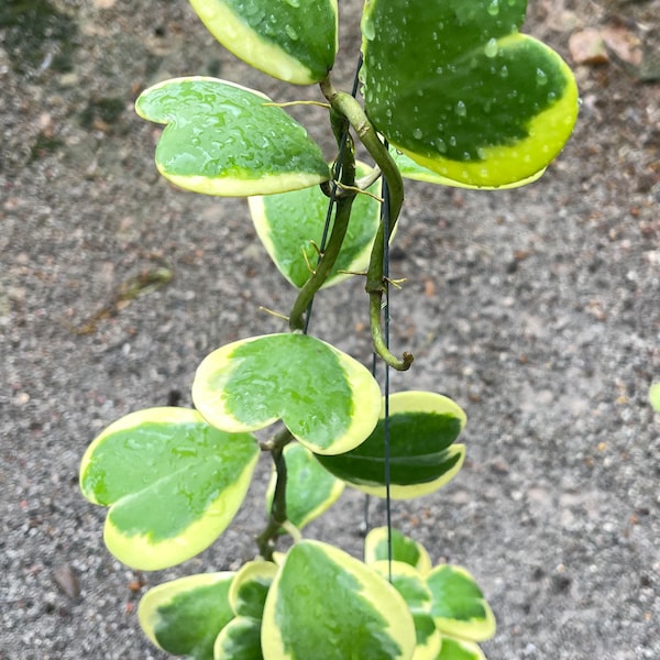 Hoya Kerrii albomarginata ((taille de floraison Hoya))