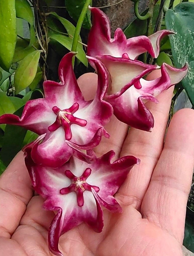 Hoya royal hawaiian purple - Etsy 日本