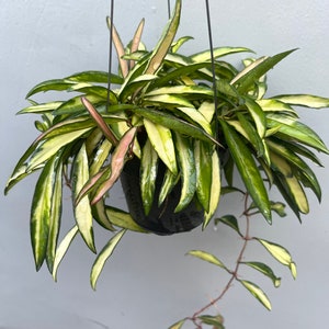Hoya Kentiana variegata (((Hoya))))Phyto-Cer///