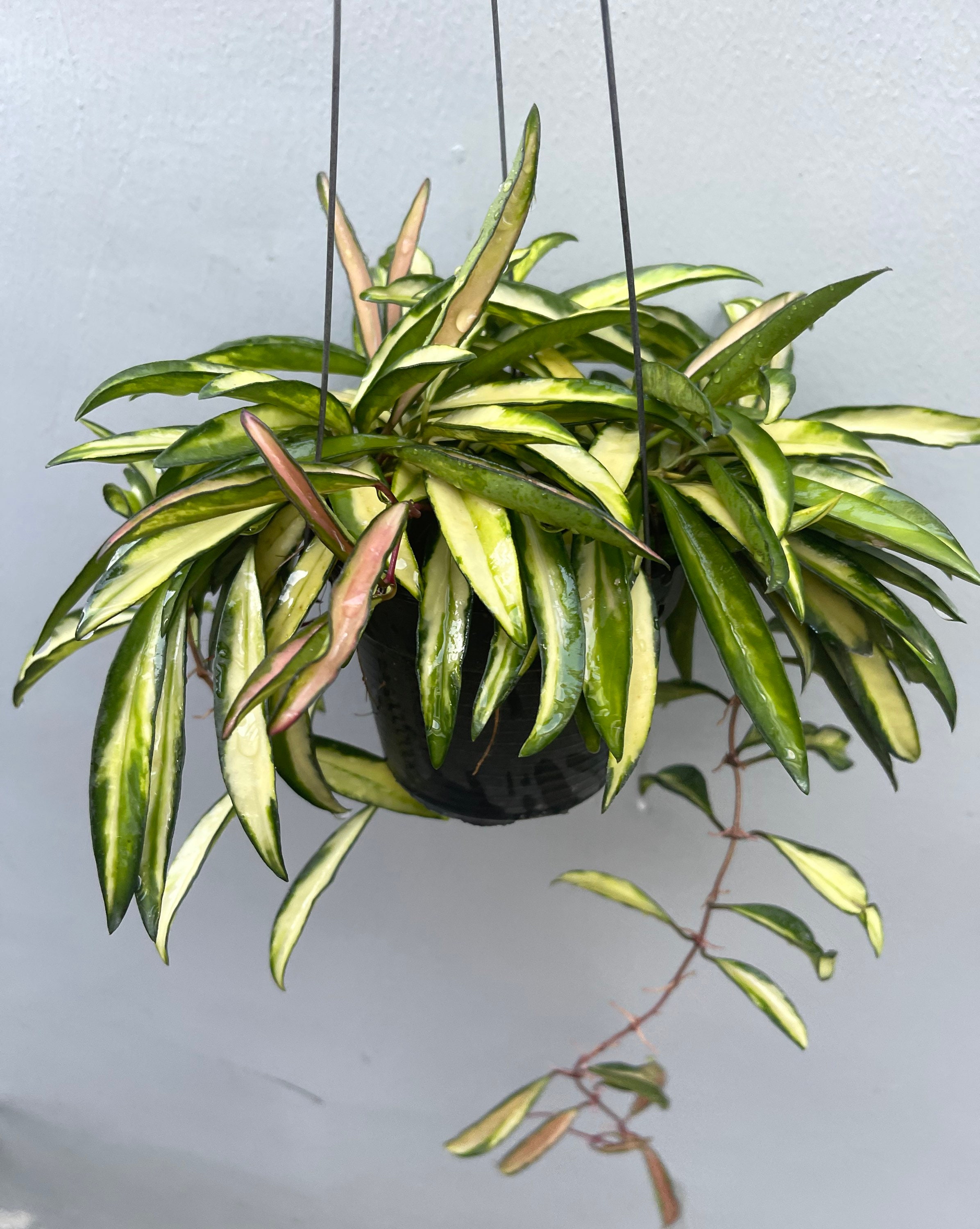 Hoya kentiana - Etsy 日本