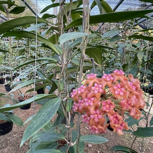 Hoya Benvergarai (((Hoya)))) phyto-Cer ///