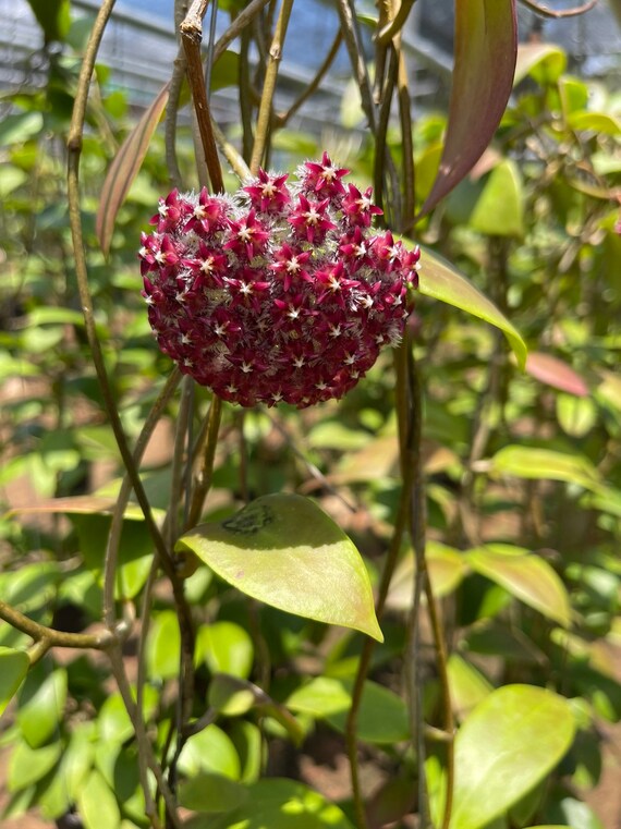 Hoya Mindorensis Dark Red (((hoya)))) Phyto-cer///// - Etsy