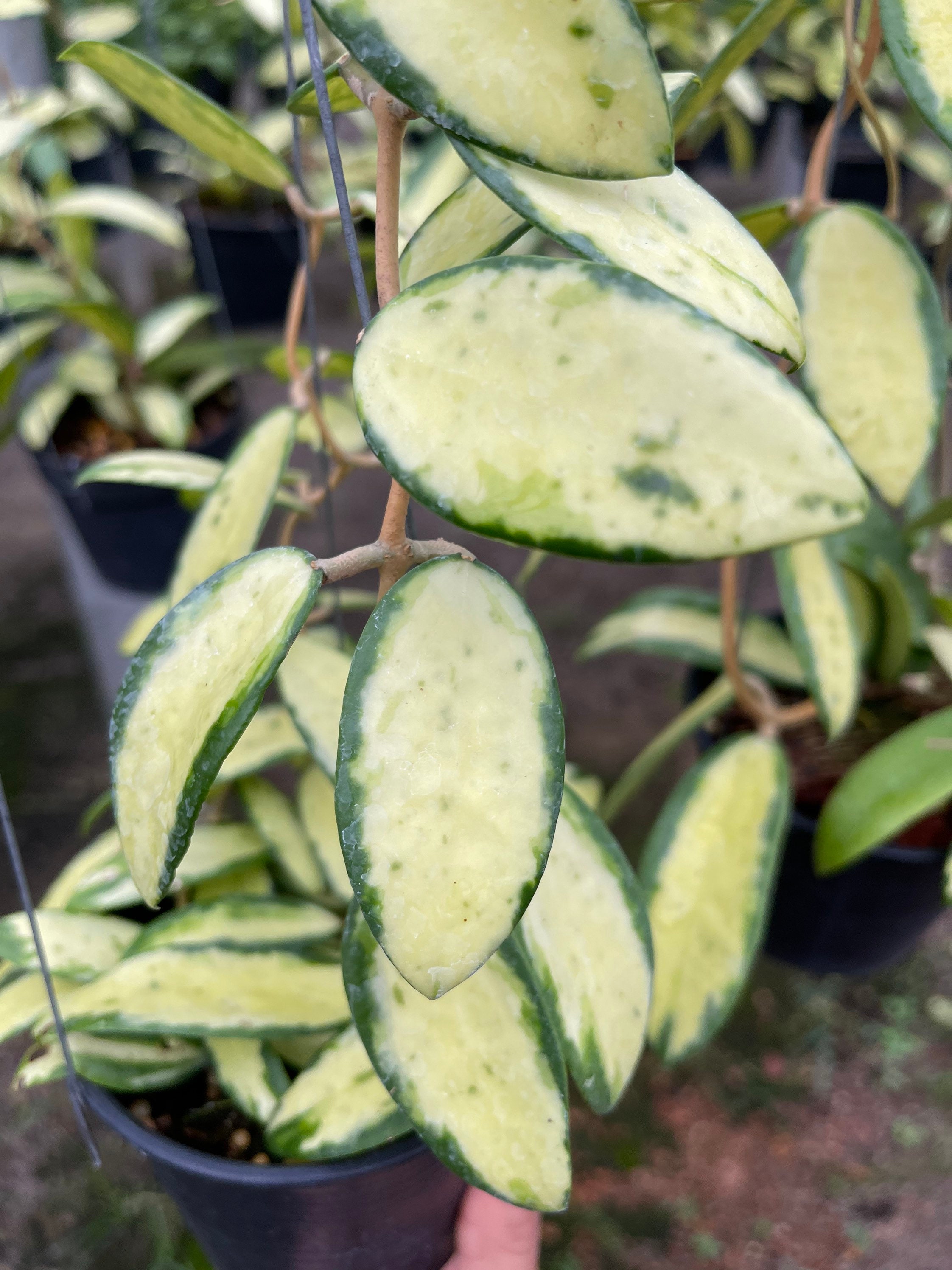 Hoya Acuta Variegata Regula////phyto-cer// - Etsy