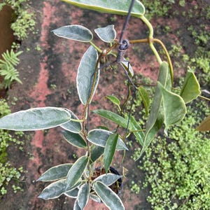 Hoya Archbodiana albomarginata  Full size (((((HoyA))))) phyto -Cer////