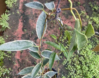 Hoya Archbodiana Albomarginata Full Size (((((hoya))))) Phyto -cer