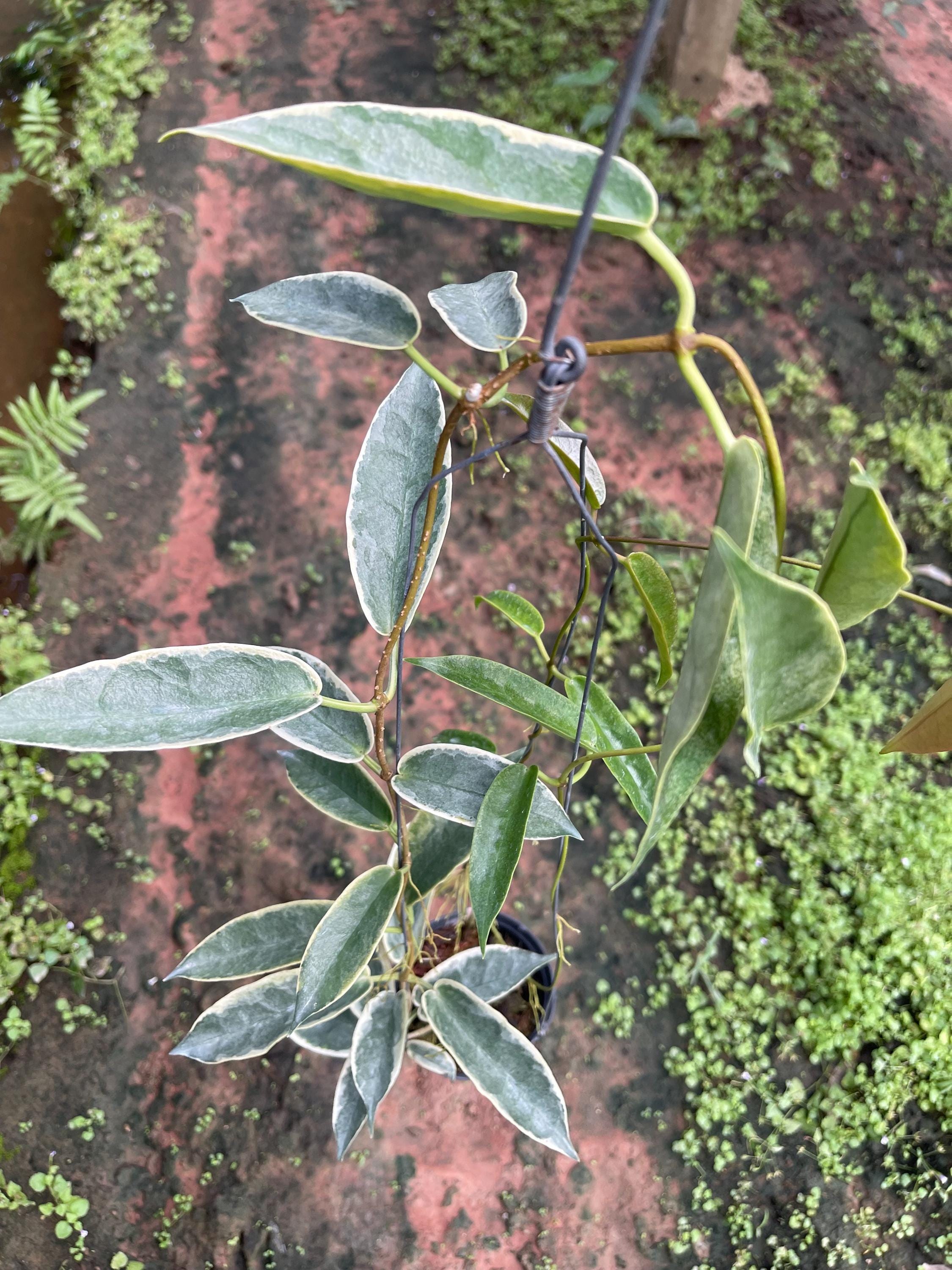 Hoya Archbodiana Albomarginata Full Size (((((hoya))))) Phyto -cer