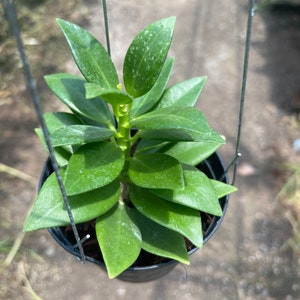 Hoya Pachyclada snow Lotus’(((Hoya-pachyclada-small-leafs -Vietnam )))) phyto-cer/////
