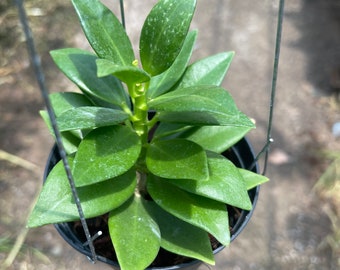 Hoya Pachyclada snow Lotus’(((Hoya-pachyclada-small-leafs -Vietnam )))) phyto-cer/////