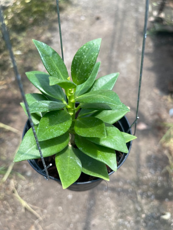 ホヤ　パキクラダ　'スノーロータス' Hoya Pachyclada Snow Lotus'(((hoya-pachyclada-small-leafs