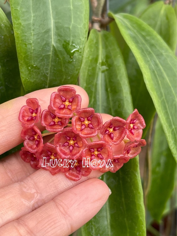 Hoya siariae red for Sale | My Home Nature