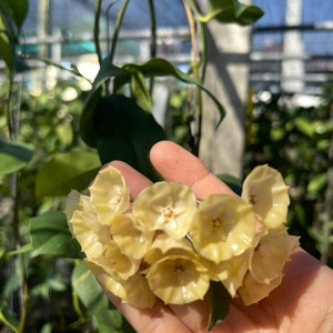 Hoya Campanulata((((Hoya)))) phyto-cer