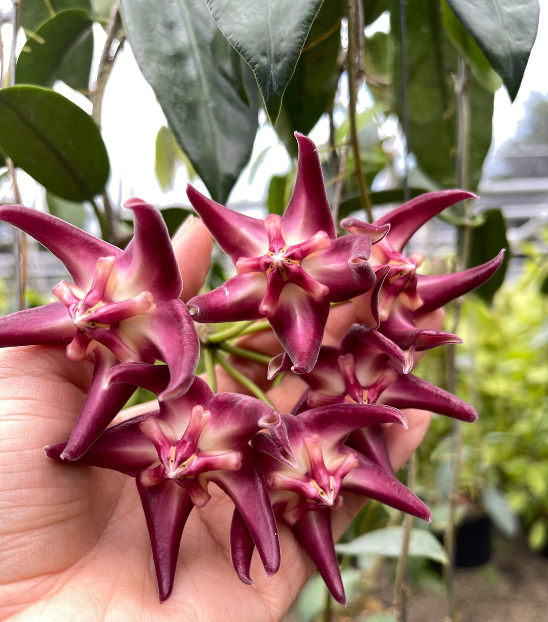 Hoya Onychoides (((hoya )))) Phyto-fee//// - Etsy