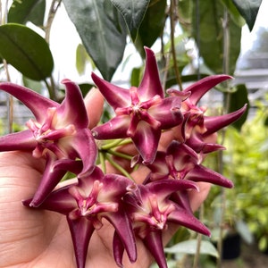 Hoya Onychoides (((Hoya )))) phyto-fee////