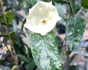 ホヤ マピゲラ イエロー ((((HOYA)) ##phyto cer /// - Etsy 日本