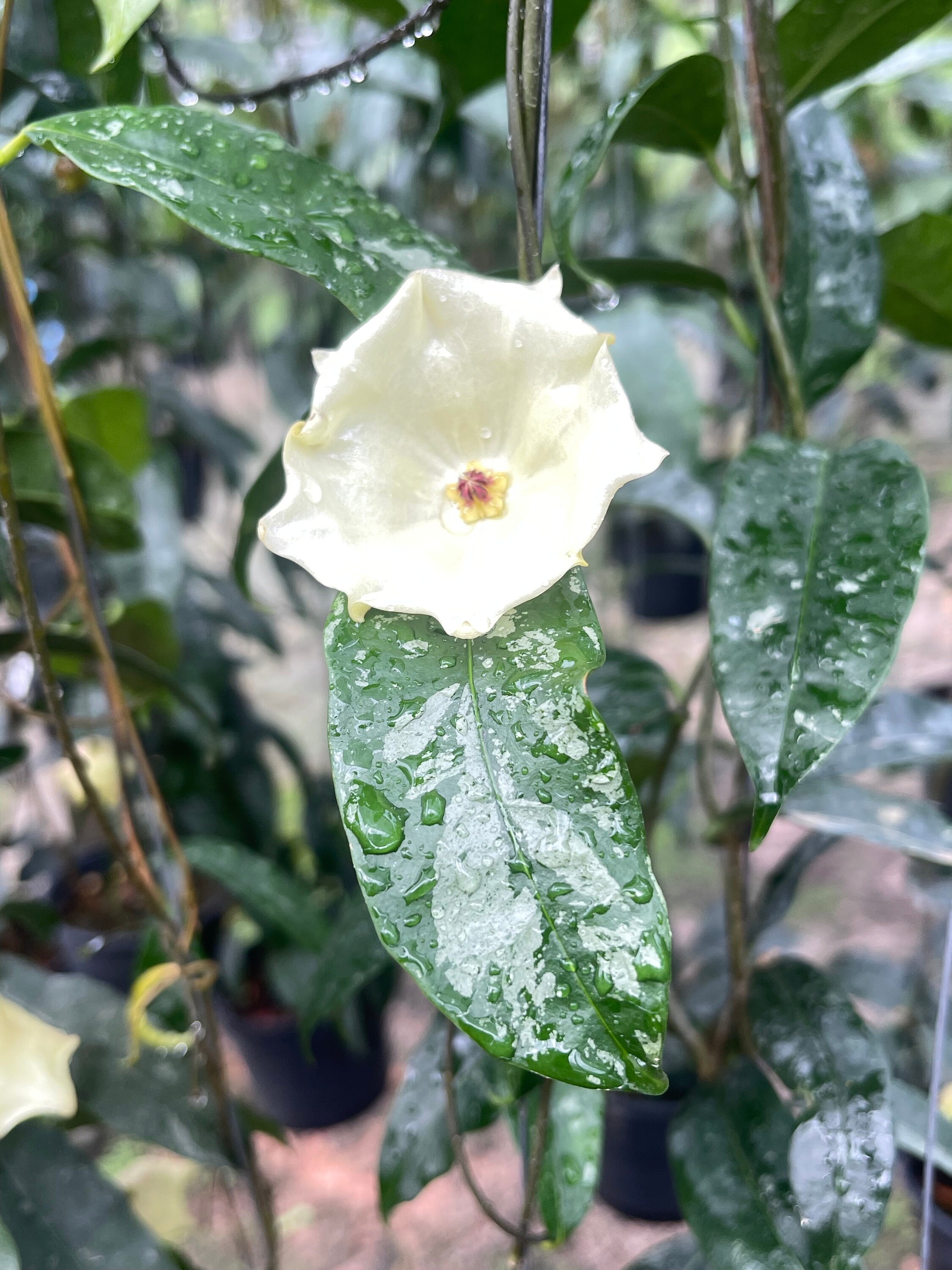 Hoya Mapigera Yellow ((((HOYA)) ##phyto Cer /// - Etsy