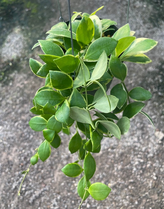 Hoya Heuschkeliana Albomarginata (((hoya))))phyto -vet///// - Etsy UK